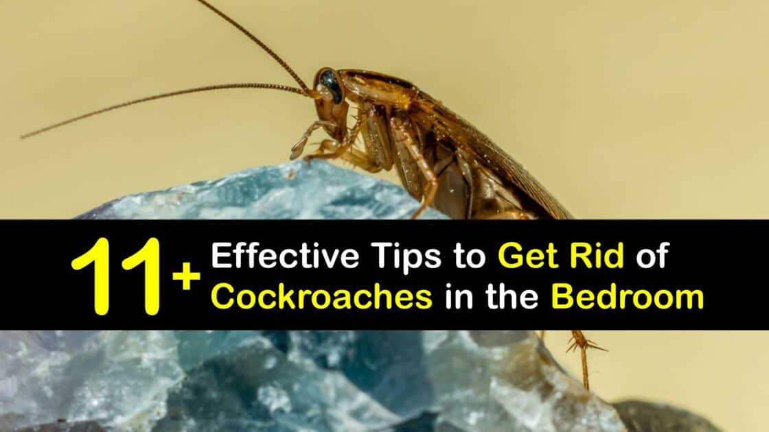 Bedroom Roach Control Tips for Getting Rid of Cockroaches