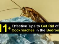 How to Get Rid of Cockroaches in the Bedroom titleimg1