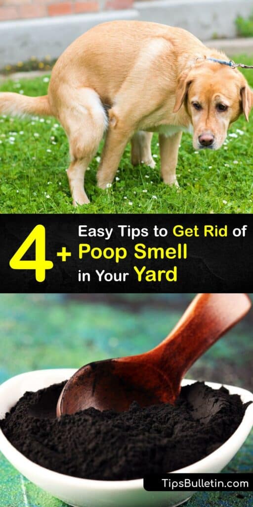 Pet odor ruins your outdoor space, whether it’s cat pee or dog poop smell. Use household items like baking soda and white vinegar to clear the stench of cat poop and urine, or an unpleasant dog smell from your surroundings, and reclaim your backyard. #getridof #poop #smell #outside