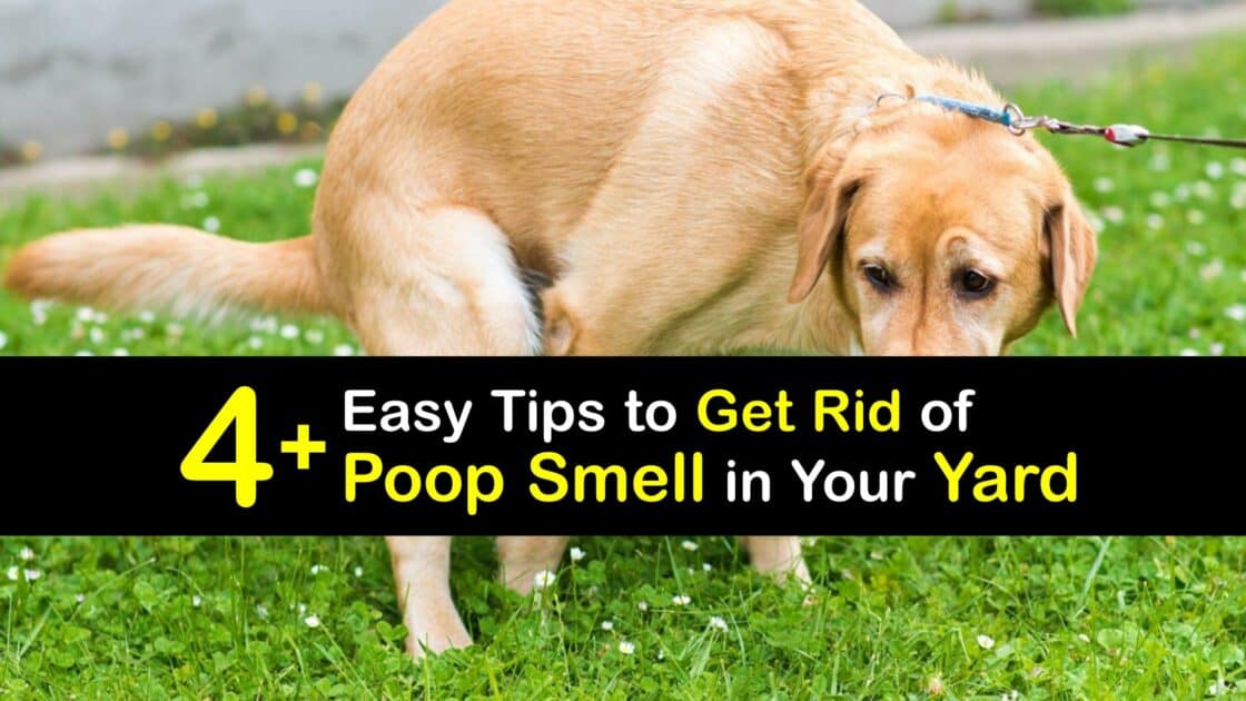How to Get Rid of Poop Smell Outside - Tips Bulletin