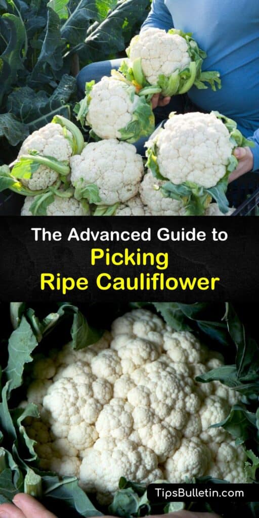 Learn how to grow and harvest cauliflower at home and enjoy a bounty of fresh curds and florets at the end of the growing season. Cauliflower plants are cool-season crops - plant them in early spring for a fall crop or late summer for a winter harvest. #harvest #cauliflower