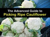 How to Harvest Cauliflower titleimg1