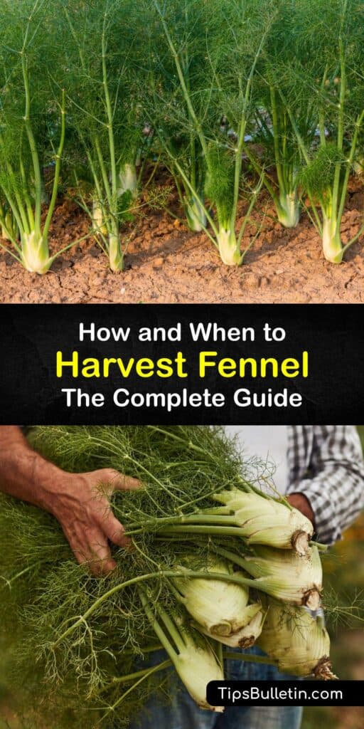 Plant fennel seeds in early spring or late summer to produce a fennel plant grown for fennel bulbs and licorice flavored fronds. Provide full sun, ample water, and protection from pests like aphids to harvest tennis ball sized bulbs and lots of tasty leaves. #harvest #fennel