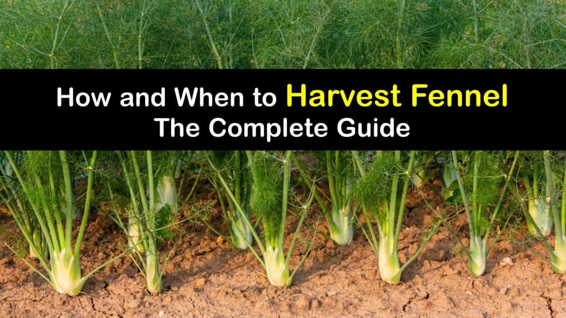 Fennel Harvesting Guide Best Time for Picking Fennel