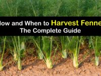 How to Harvest Fennel titleimg1