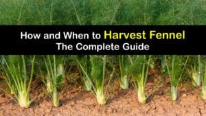 How to Harvest Fennel titleimg1