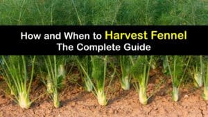 How to Harvest Fennel titleimg1