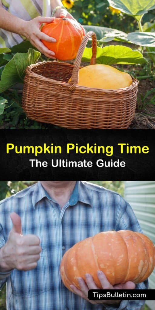 Nothing could be more fun than growing and harvesting your pumpkin for Halloween. With our guide, discover the right time to harvest pumpkins during the growing season and find tips on cutting pumpkin vines and why air circulation is essential for your squash. #pumpkin #harvest #squash