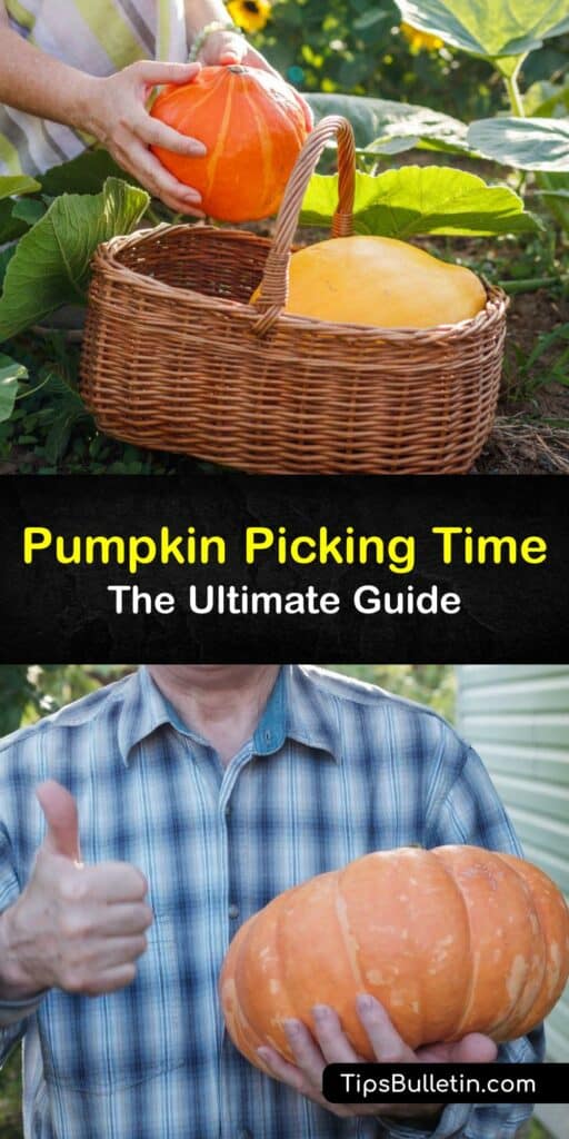Nothing could be more fun than growing and harvesting your pumpkin for Halloween. With our guide, discover the right time to harvest pumpkins during the growing season and find tips on cutting pumpkin vines and why air circulation is essential for your squash. #pumpkin #harvest #squash