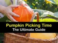 How to Harvest Pumpkins titleimg1