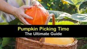 How to Harvest Pumpkins titleimg1