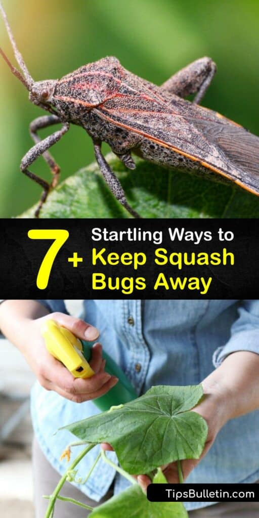Despite the presence of the squash vine borer and cucumber beetle in your garden, an adult squash bug is the biggest threat to a squash plant. These insects damage plants and infect them with diseases. Use natural methods like diatomaceous earth to keep these pests away. #squash #bugs #deter