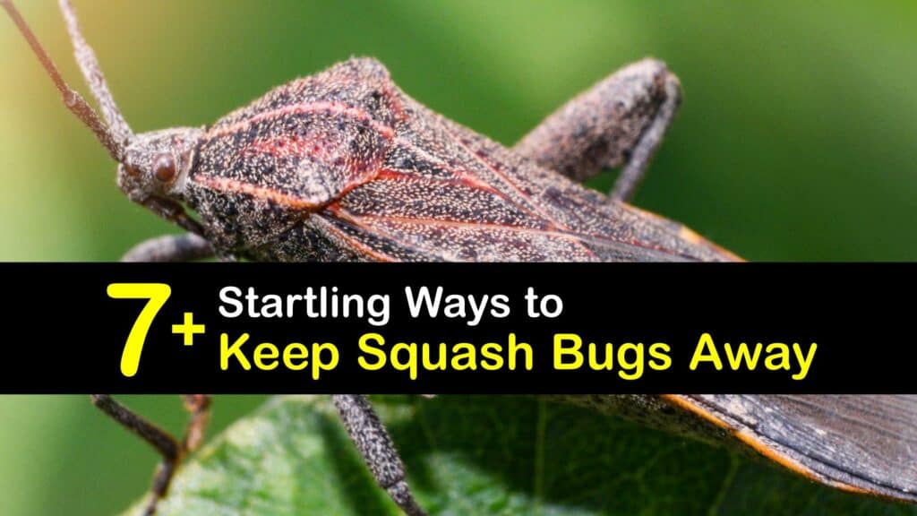 How to Keep Squash Bugs Away titleimg1