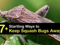 How to Keep Squash Bugs Away titleimg1