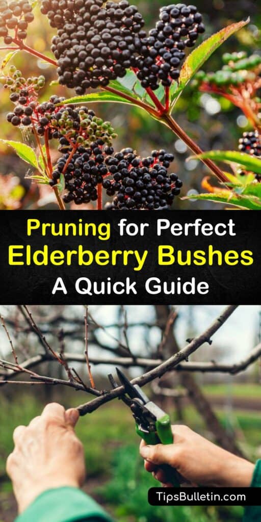 The hardy Sambucus nigra and Sambucus canadensis are two favorite full sun-loving, fruiting shrubs in Europe and North America. Learn how to best care for your elderberry bush by removing the old canes to promote new growth for amazing harvests. #prune #elderberry #bush