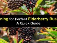 How to Prune Elderberry Bushes titleimg1