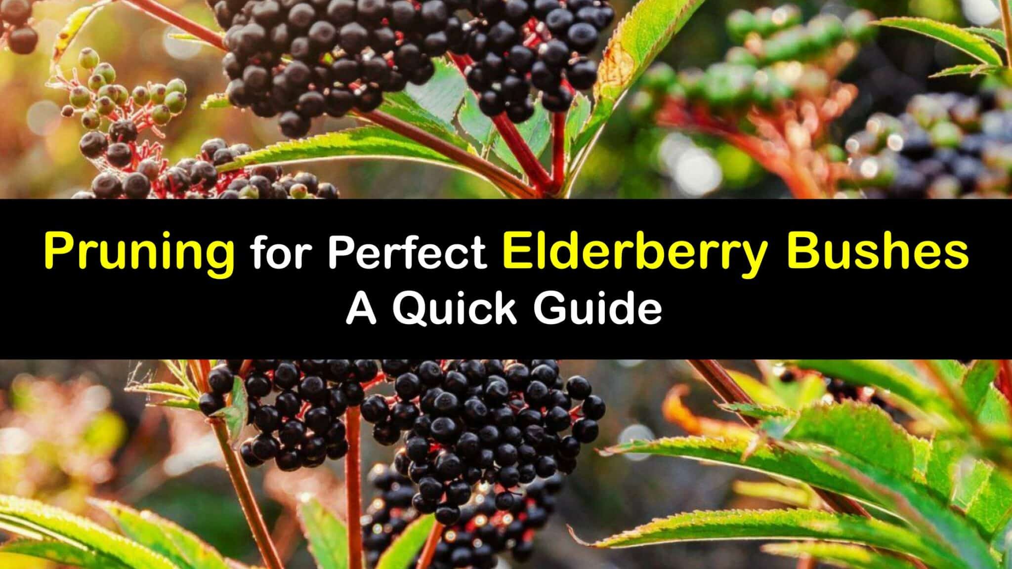 Elderberry Bush Pruning Guide to Trimming Your Elderberry Bush