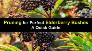 How to Prune Elderberry Bushes titleimg1