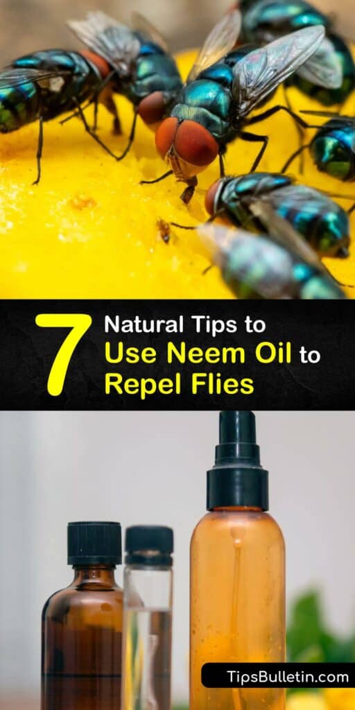 Discover how to use Neem oil to repel flies from your living space. Horticultural oils help eliminate flies, spider mites, and other insect pests without harming beneficial insects. It’s easy to make a fly spray with Neem oil and rosemary oil. #neem #oil #repel #flies