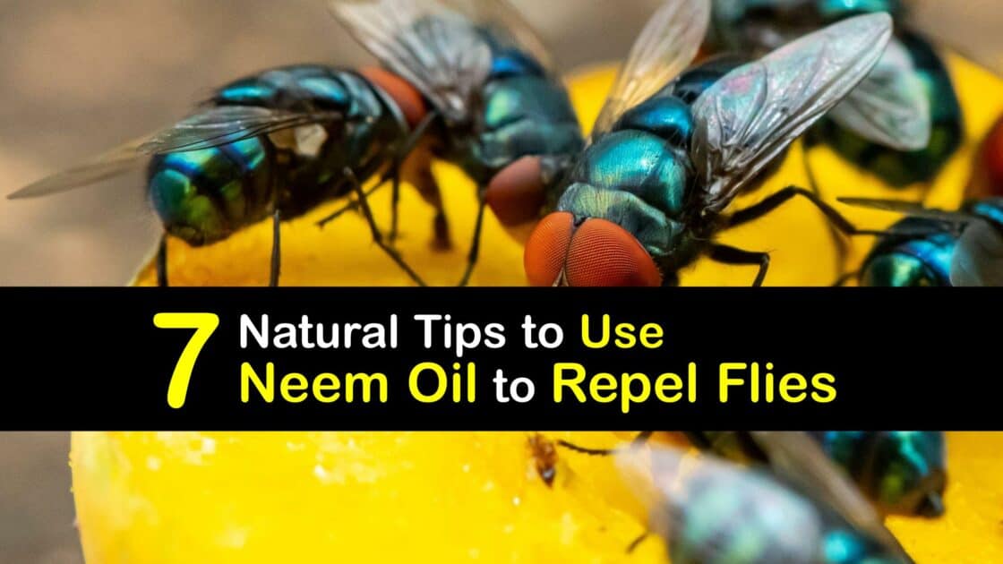 How to Deter Flies with Neem Oil Easy Ways to Repel Flies