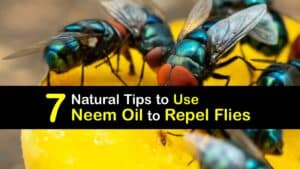 How to Use Neem Oil to Repel Flies titleimg1