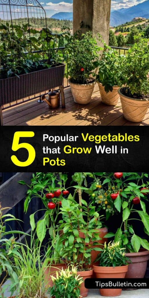 Learn how to grow a vegetable garden in a large container of potting soil for a tasty harvest at the end of the season. A container garden is easy to grow and perfect for growing cherry tomatoes, summer squash, and other veggies in small spaces. #growing #vegetables #pots #container