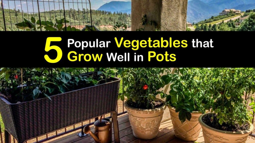 Vegetables to Grow in Pots titleimg1