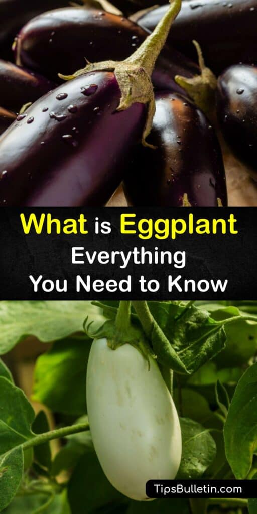Learn everything there is to know about eggplant plants and their fruit. Eggplant is the perfect food for healthy eating and growing in the garden. It’s the main ingredient in Eggplant Parmesan and Baba Ganoush, and eggplant slices taste great baked or grilled. #eggplant #plants