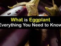 What is an Eggplant titleimg1