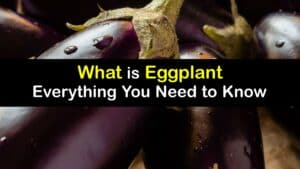 What is an Eggplant titleimg1