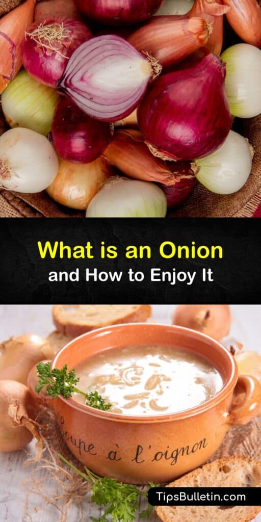 From the Allium genus with chives and leeks, onions originated in the East, and the various cultivars have become popular crops to grow. Discover the difference between Spanish and Bermuda onions and how to cook with them. #onion #vegetable #plant