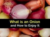 What is an Onion titleimg1