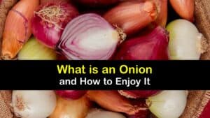 What is an Onion titleimg1