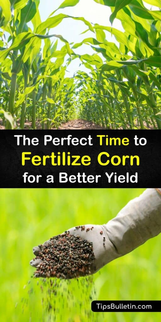 Whether you’re growing Sierra Mixe or sweet corn, corn plants need corn fertilizer to enrich the soil for a large corn yield. Compost makes a great starter fertilizer at planting and nitrogen fertilizer or N fertilizer supports them as they develop. #when #fertilize #corn