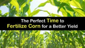 When to Fertilize Corn titleimg1
