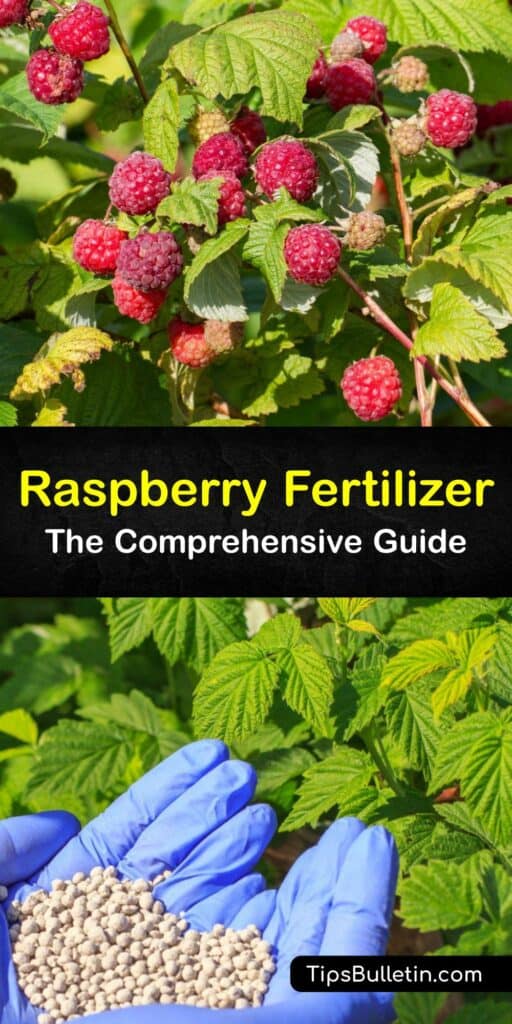 All raspberry plants, from new canes to primocanes, benefit from fertilizing. Whether fall or summer-bearing, fertilize bare-root canes at planting and in spring during growing season. Fertilizer, water, and mulch ensures a huge harvest of berries. #when #fertilize #raspberries