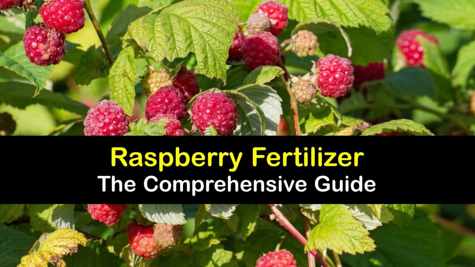 Fertilizing Raspberries When to Fertilize Raspberry Bushes