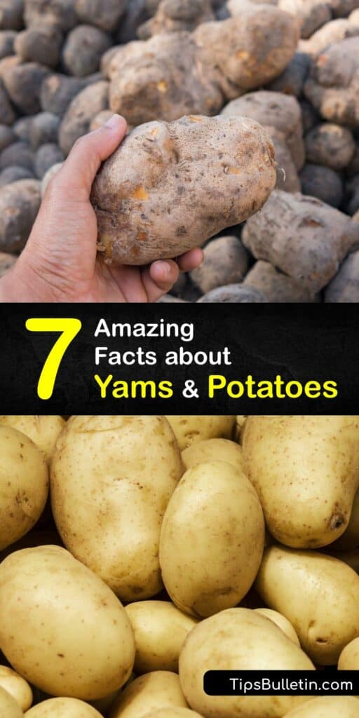 Yams and potatoes are nutritious root vegetables high in carbs. Tubers like the African yam come from Africa, Asia, and other countries and have brown skin and orange flesh. Potatoes are readily available with tan skin and white flesh. Both are high in carbohydrates and Vitamin C. #yams #potato