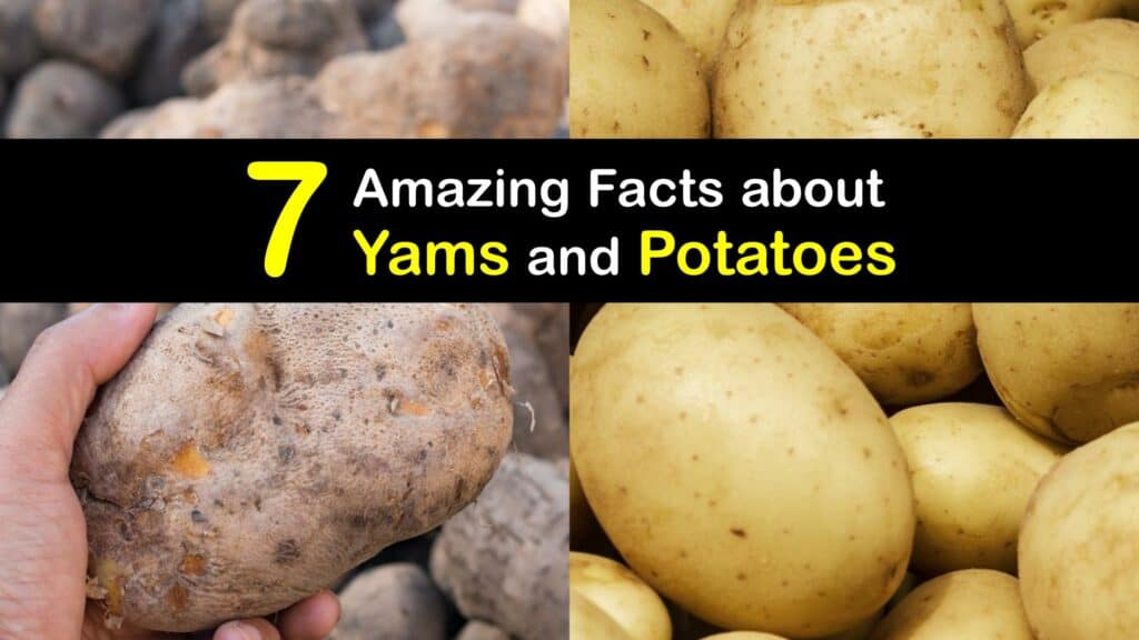 Yam vs Potato titleimg1
