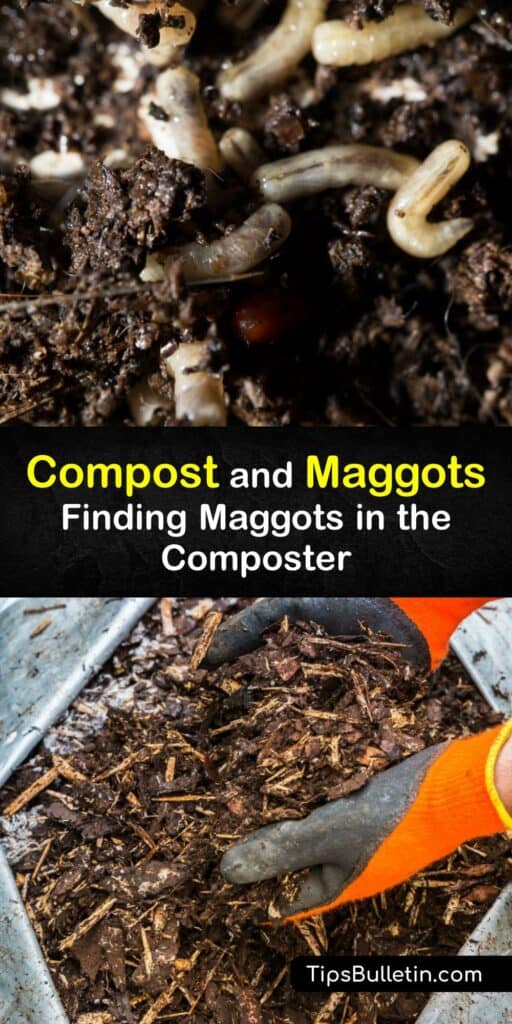 You expect to see pot worms in a worm bin, but it’s a shock to find a maggot in the compost pile. Maggots are most commonly black soldier fly larvae, though they may be house or fruit flies drawn to the decaying food waste. Learn to manage maggots for the best compost. #maggots #compost