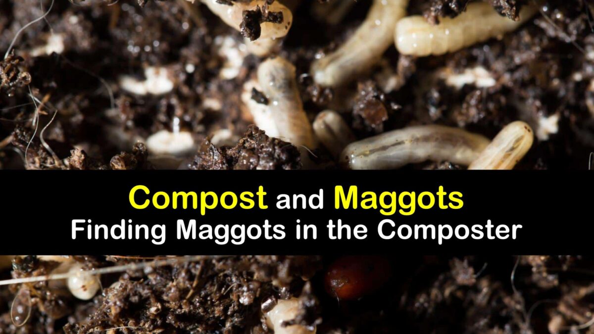 Are Maggots Good for Compost Maggots in the Compost Bin