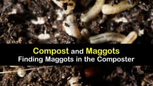 Are Maggots Good for Compost titleimg1
