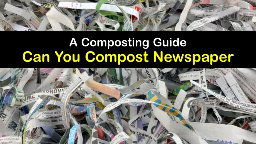 Can You Compost Newspaper titleimg1