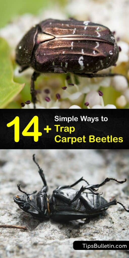 Learn how to prevent a carpet beetle infestation using a pest trap, bug spray, and other pest control methods. The varied carpet beetle and black carpet beetle are common household pests, and using a beetle trap stops them from destroying the carpet. #howto #trap #carpet #beetles