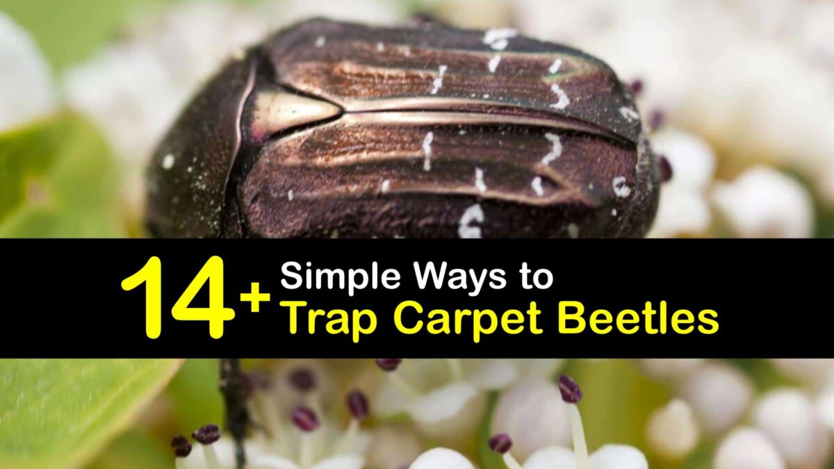 Clever Carpet Beetle Traps that Work Trapping Carpet Beetles