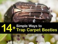 Carpet Beetle Traps titleimg1