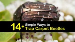 Carpet Beetle Traps titleimg1