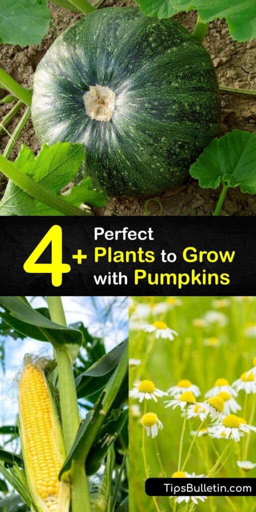 Pumpkins provide natural mulch for other plants and reap many benefits from companion planting. Oregano, pole beans, marjoram, borage, marigolds and bush beans offer properties to repel pests like aphids, attract beneficial insects, add nutrients to soil, and more. #companion #planting #pumpkins