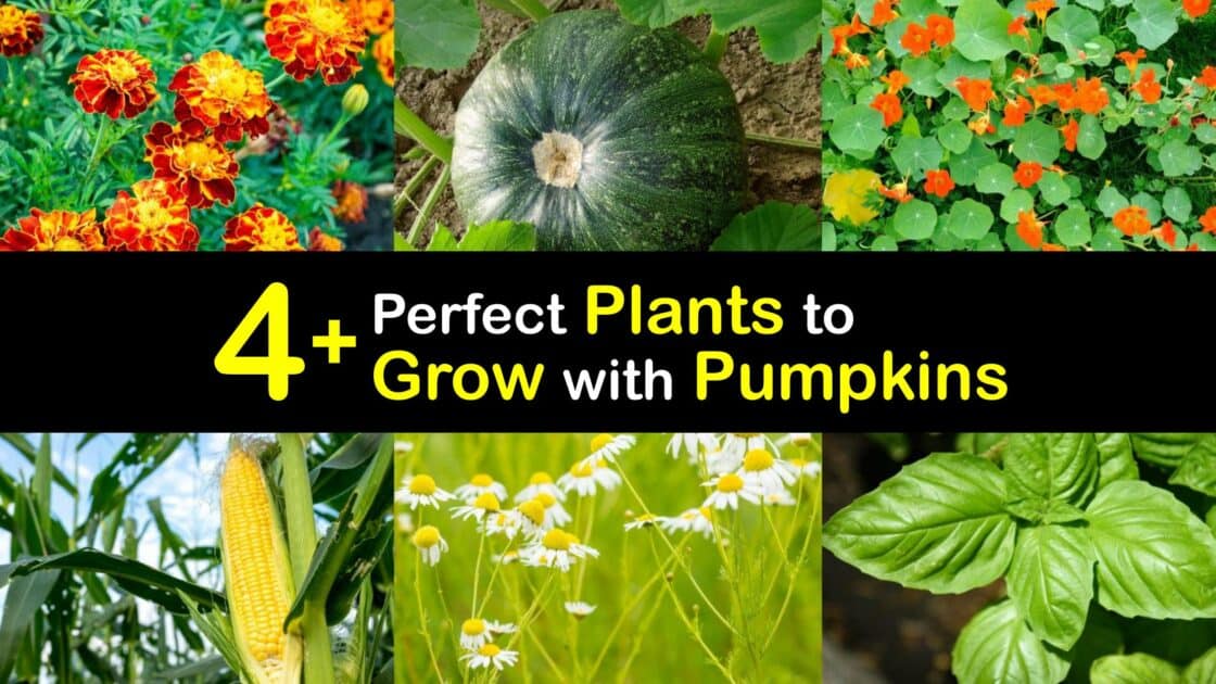 Plants to Grow with Pumpkins Best Pumpkin Companion Plants