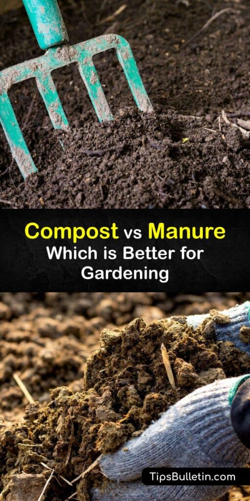 Learn the differences between compost, fresh manure, and composted manure. Manures are animal waste, including cow manure, chicken manure, and horse manure. On the other hand, compost is organic material made from yard and food waste. #difference #compost #manure